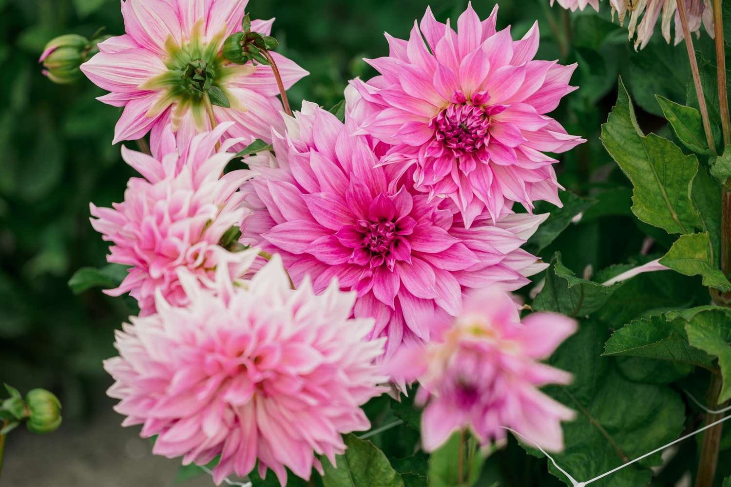 Dahlie 'Café au Lait Rosé'